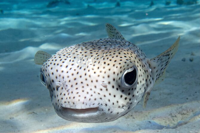1 Afternoon Dive for Certified Divers in Bora Bora - Why an afternoon session works well in Bora Bora