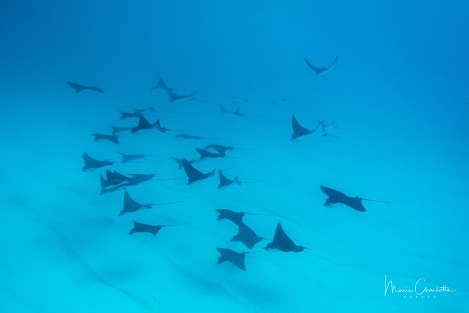 1 Afternoon Dive for Certified Divers in Bora Bora - Choosing between the lagoon and the reef