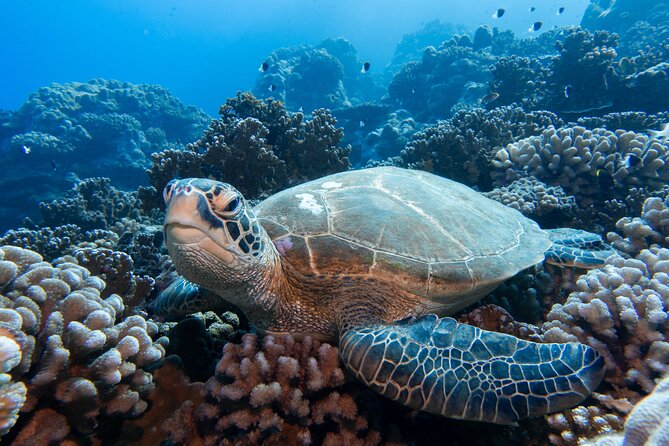 1 Afternoon Dive for Certified Divers in Bora Bora - The practical limits you should know