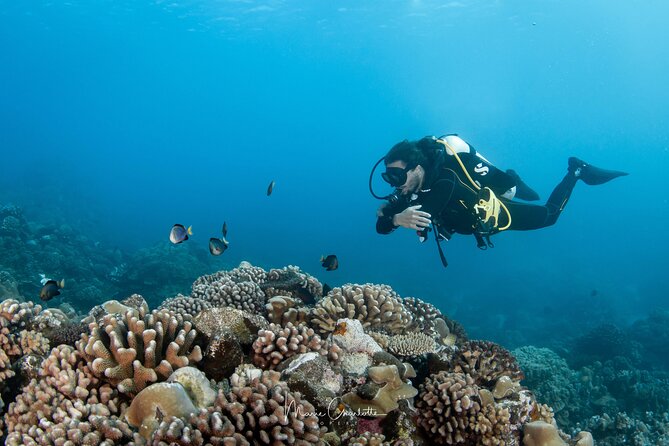 1 Afternoon Dive for Certified Divers in Bora Bora - Who should book this afternoon outing?