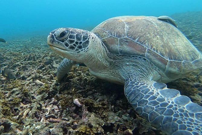 1 Day Discover Scuba Diving Experience in Koh Tao - How the $127.08 price measures up