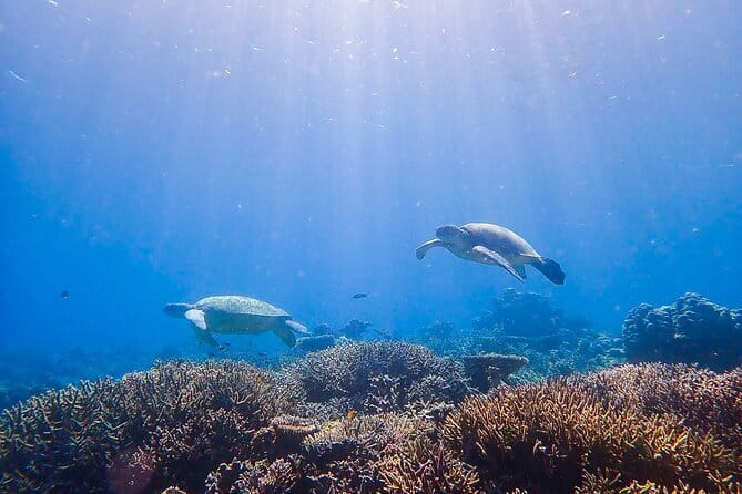 1 Day Diving Experience in Semporna - Key points at a glance