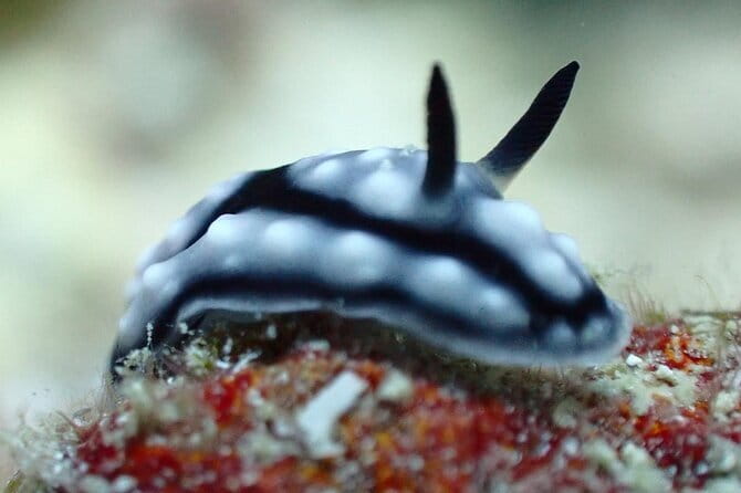1 Day Diving Experience in Semporna - What this Semporna day is really about