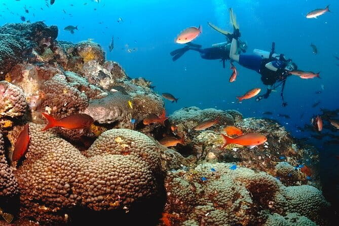 1 Day Diving Experience in Semporna - Timba-Timba and the search for blue-spot stingrays