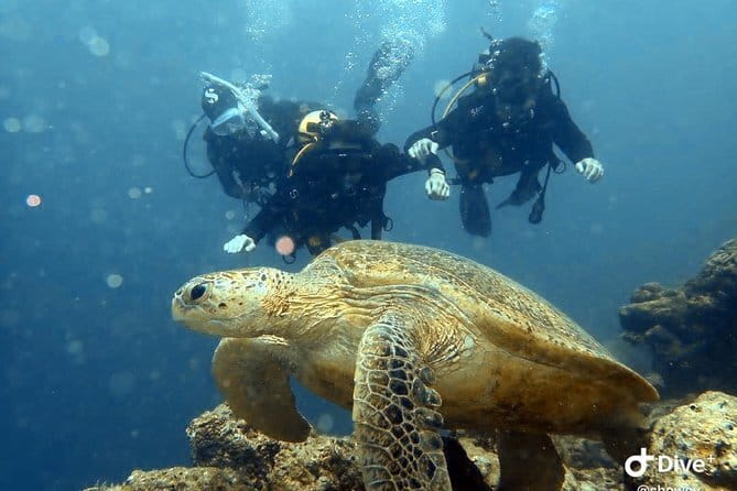 1 Day Diving Experience in Semporna - Is $103.58 good value?