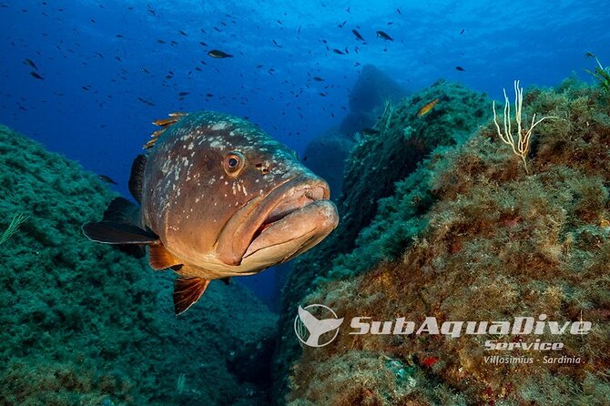 1 single dive in the Capo Carbonara marine protected area. For patented. - Key points at a glance
