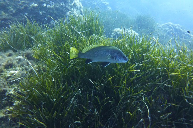 1 single dive in the Capo Carbonara marine protected area. For patented. - Meeting the instructors and preparing your equipment