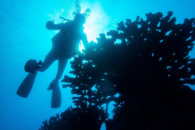 1 Tank Discover Scuba at Koloa Landing with No Experience needed - Key points to know before booking