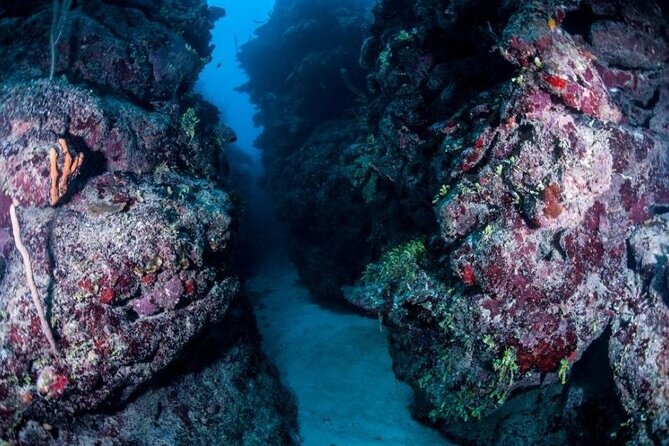 1 Tank Dive for certified divers - What the $65 Costa Maya trip actually includes