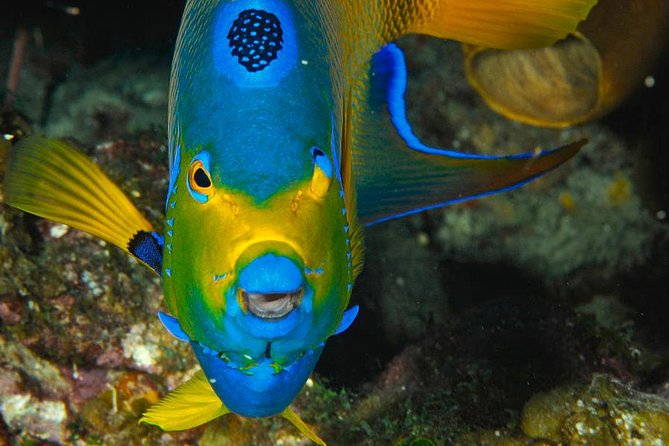 1 Tank Dive for certified divers - A short briefing before entering the Caribbean