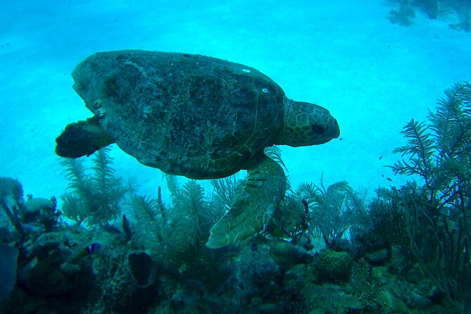 1 Tank Dive for certified divers - The Meso-American Barrier Reef near Costa Maya