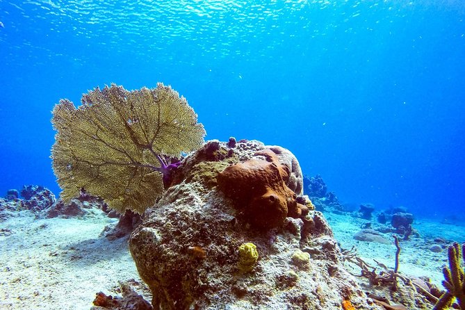 1 Tank Guided Shore Dive Including Equipment - What the Guides Add to the Experience