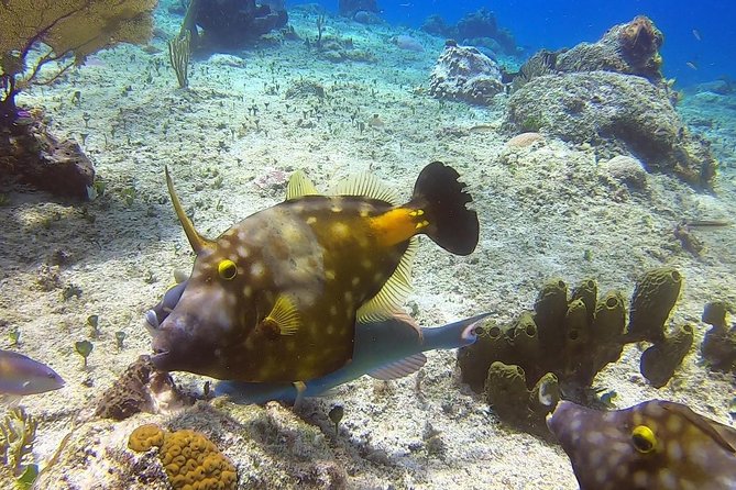 1 Tank Guided Shore Dive Including Equipment - Is $70 a Fair Price?