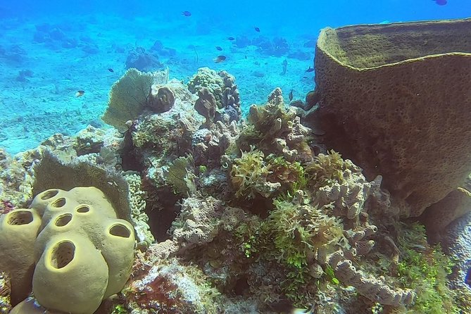 1 Tank Guided Shore Dive Including Equipment - Weather, Water Conditions, and Plan Changes