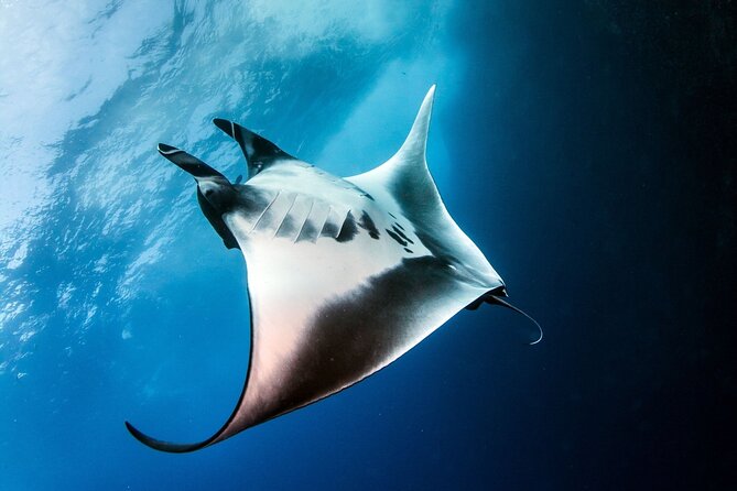 2 Days & 1 Night - 2 Dives in Lembongan/Penida (for certified divers) - Why this short Lembongan trip works