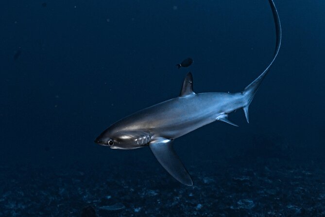 2 Days & 1 Night - 2 Dives in Lembongan/Penida (for certified divers) - Crystal Bay: a second site with its own appeal