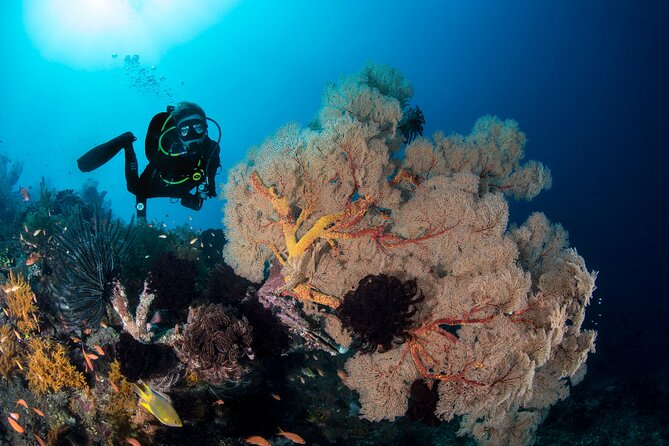2 Days & 1 Night - 2 Dives in Lembongan/Penida (for certified divers) - The guides are a major part of the package