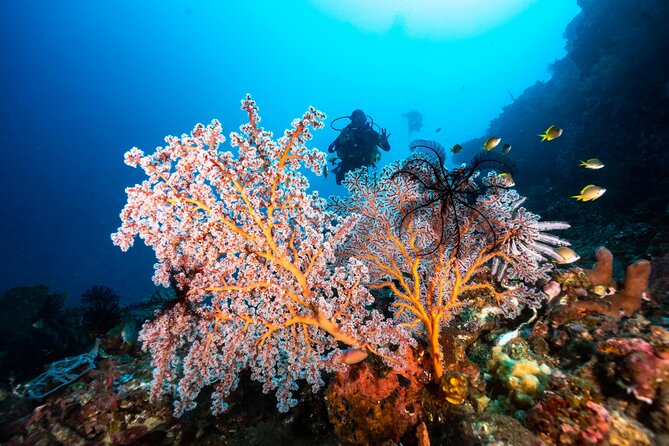 2 Days & 1 Night - 2 Dives in Lembongan/Penida (for certified divers) - Is $222.45 good value?