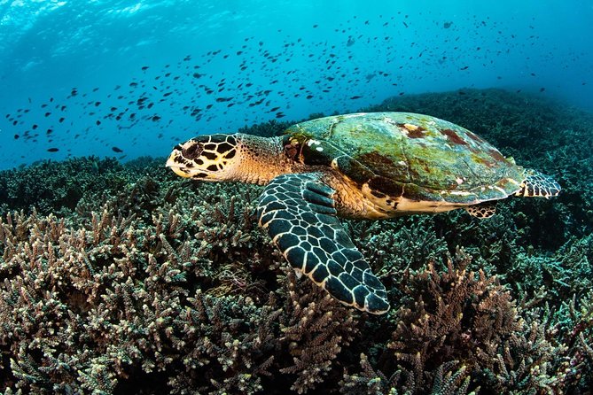2 Days Discover Scuba Diving in Nusa Lembongan - Scuba Initiation - What you may see below the surface