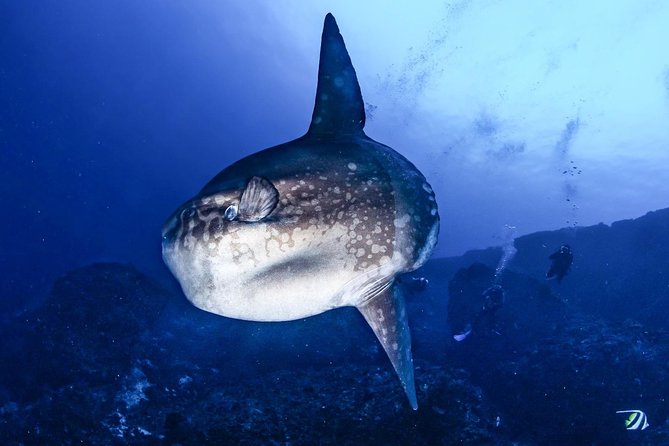 2 Days Discover Scuba Diving in Nusa Lembongan - Scuba Initiation - The people who make the first attempt easier