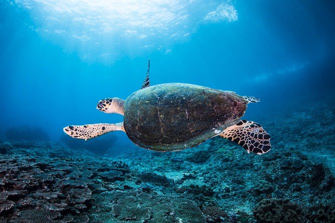 2 Days Discover Scuba Diving in Nusa Lembongan - Scuba Initiation - Who should choose this scuba experience?