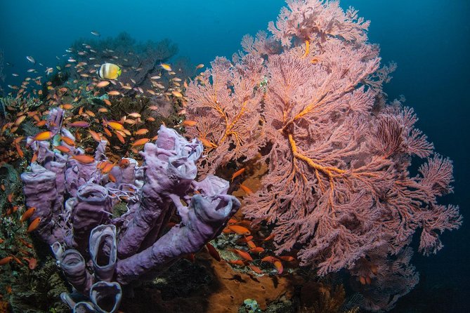2 Days Discover Scuba Diving in Nusa Lembongan - Scuba Initiation - Day two: Manta Point and Crystal Bay