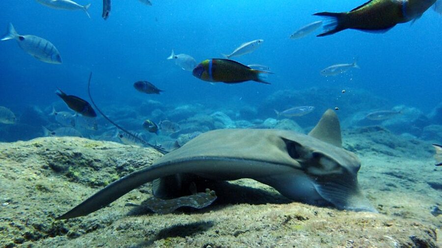 2-Dive Guided Scuba Diving For Qualified Divers - Should You Book These Two Tenerife Sessions?