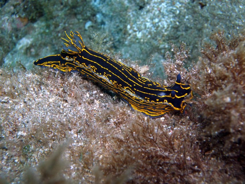 2-Dive Guided Scuba Diving For Qualified Divers - The One-Hour Break Between Sessions