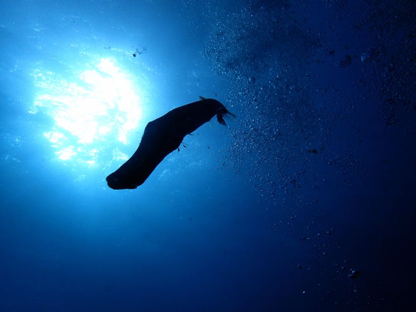 2-Dive Guided Scuba Diving For Qualified Divers - The Second 2.5-Hour Session