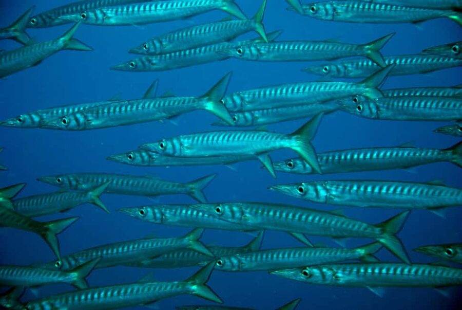 2-Dive Guided Scuba Diving For Qualified Divers - Practical Preparation for a Safer Day