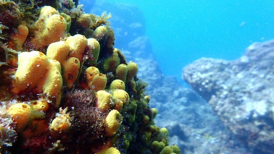 2-Dive Guided Scuba Diving For Qualified Divers - Booking, Cancellation, and Final Practical Checks