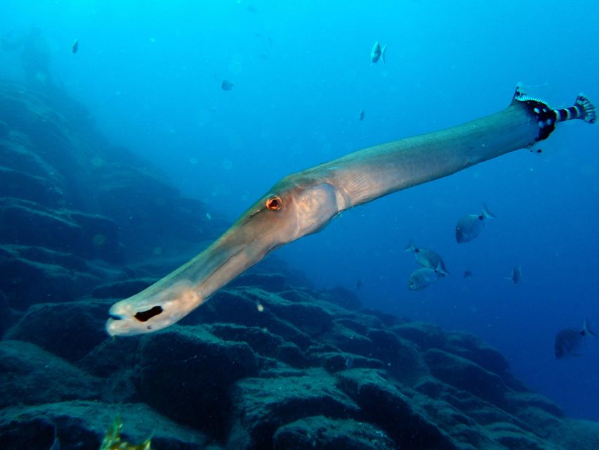 2-Dive Guided Scuba Diving For Qualified Divers - The First 2.5-Hour Underwater Session