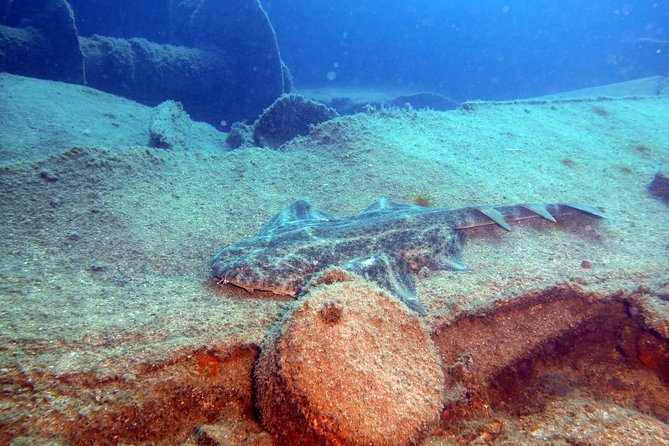 2 Dive Package for PADI Qualified Divers in Gran Canaria - What the two underwater stops offer