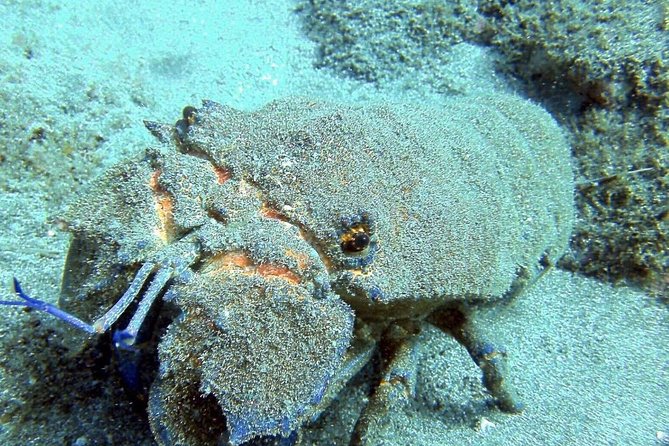 2 Dive Package for Qualified Divers in Gran Canaria - Hotel Pickup From Gran Canaria’s Southern Resorts