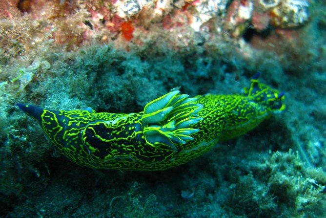 2 Dive Package for Qualified Divers in Gran Canaria - Is $108.61 Good Value?