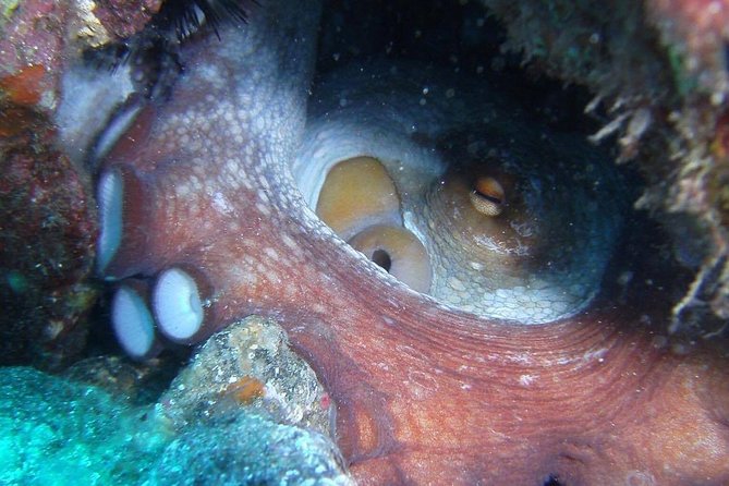 2 Dive Package for Qualified Divers in Gran Canaria - Who Should Book This Activity?