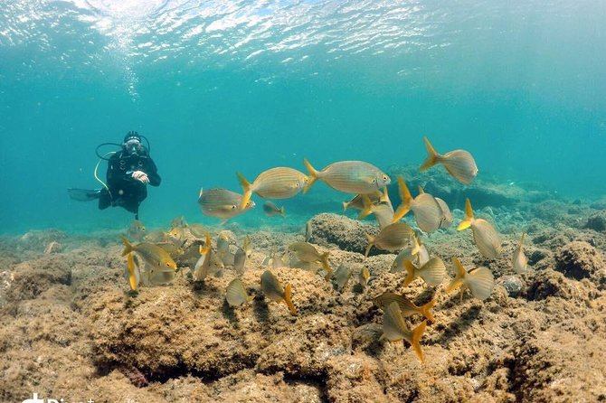 2 Dive Package for Qualified Divers in Gran Canaria - Marine Life: Rays, Octopus, and Small Reef Residents