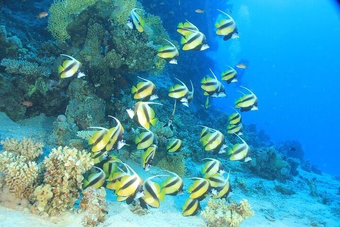 2 Dive Stops Intro Scuba Diving With Lunch & Transfer - Hurghada - Why This Hurghada Boat Day Works For Beginners