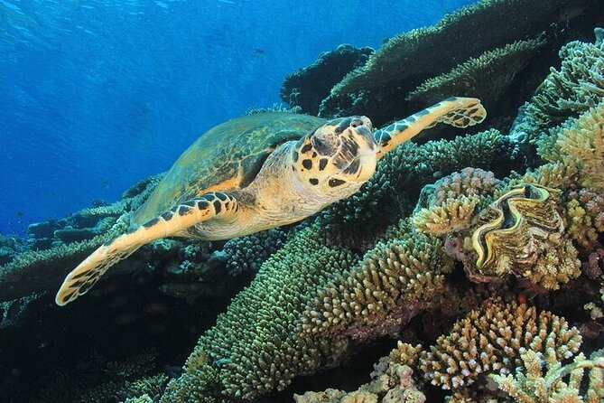 2 Dive Stops Intro Scuba Diving With Lunch & Transfer - Hurghada - Who Will Enjoy This Most