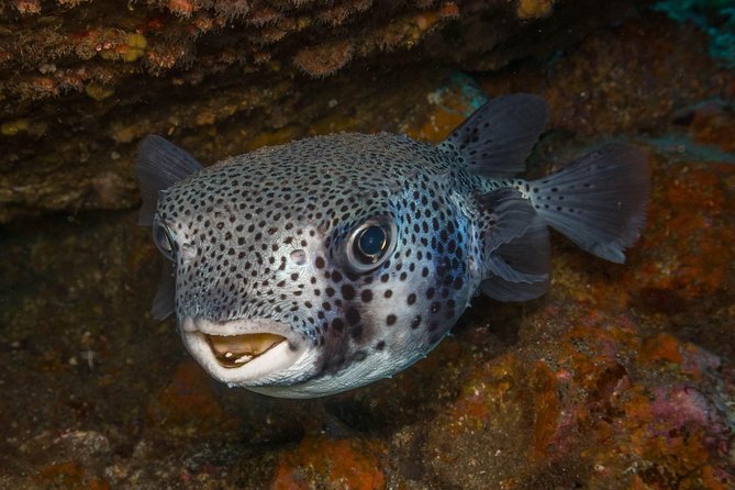 2 Dives, Certified Divers - Tenerife - What makes this Tenerife experience worth considering