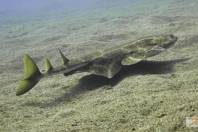2 Dives, Certified Divers - Tenerife - Choosing from Tenerife’s southeast coast