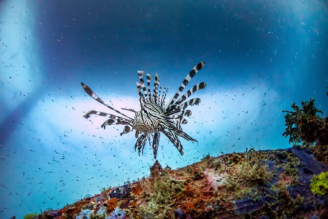 (2 Dives) Discover Scuba Diving Kota Kinabalu - Meeting the PADI Instructor and Learning the Gear