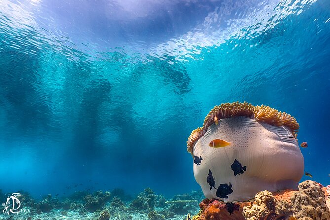 (2 Dives) Discover Scuba Diving Kota Kinabalu - The Afternoon Boat Session Near the Coral Reef