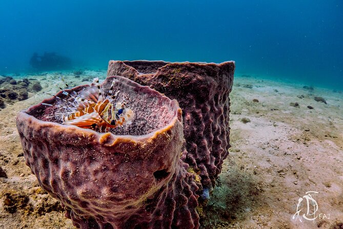 (2 Dives) Discover Scuba Diving Kota Kinabalu - Weather and the Strict Cancellation Rule