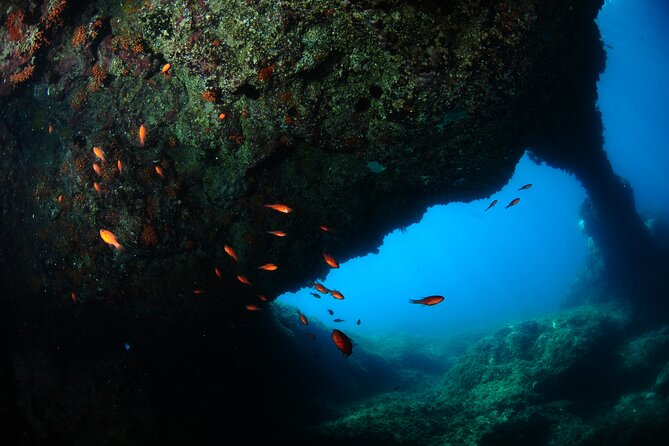 2 Dives from Diving Center (with full equipment) - Getting comfortable with the equipment before going underwater