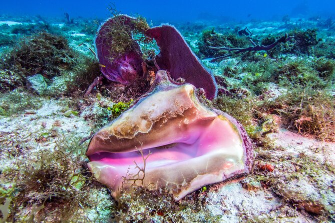 2 dives in Cozumel (for certified divers only) - My booking advice