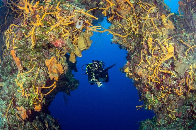 2 dives in Cozumel (for certified divers only) - Two tanks in the National Marine Park