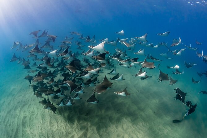 2 Dives in the Cabo Marine Park - A short boat ride to Cabo’s famous rock formations