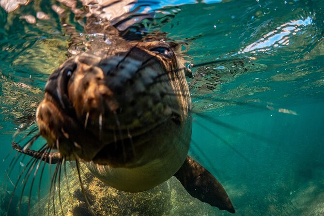 2 Dives in the Cabo Marine Park - Water temperature and what to expect from the suit