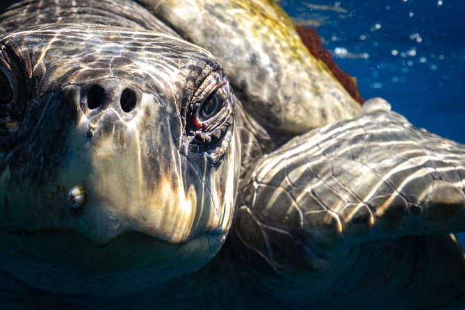 2 Dives in the Cabo Marine Park - A conservation-minded way to see Cabo underwater